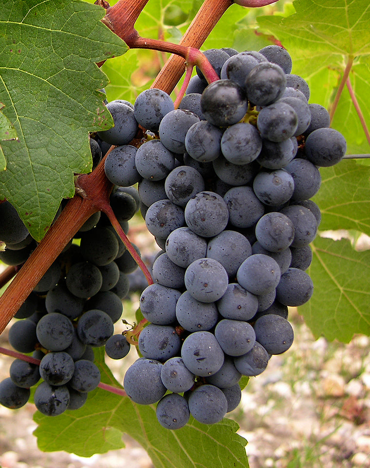 Red Wines